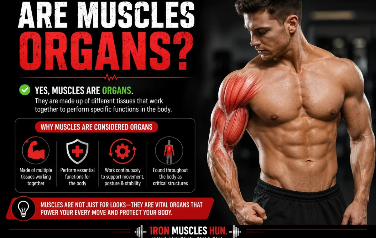 Are Muscles Organs?  Best The Simple Answer Explained (2026)