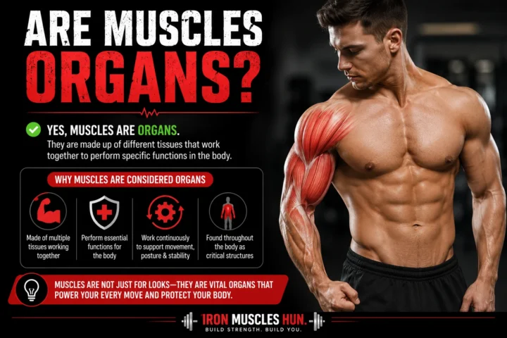 Are Muscles Organs?  Best The Simple Answer Explained (2026)